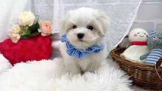 マルチーズの動画01