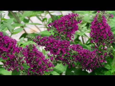 download lagu mp3 mp4 Prince Charming Butterfly Bush, download lagu Prince Charming Butterfly Bush gratis, unduh video klip Prince Charming Butterfly Bush