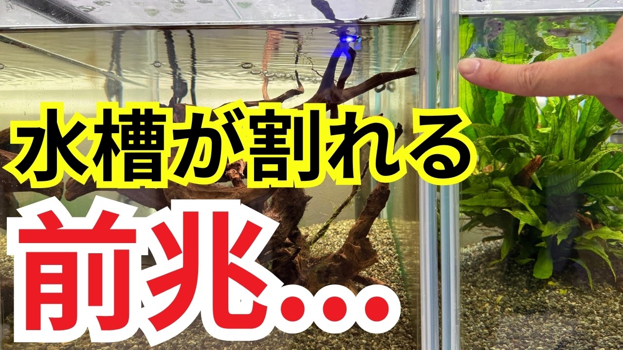 使用期間5年超えた水槽は買い替えないと危険？まだ持つ？水槽管理業者がお答えします！