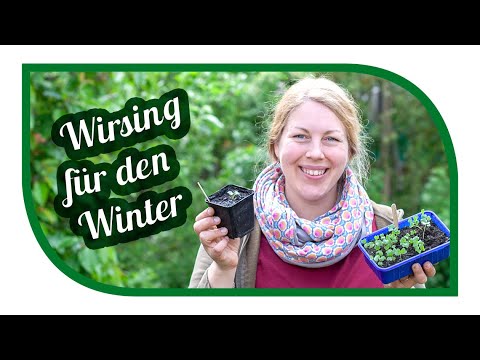 , title : 'Kohl für den Winter anbauen | Wirsing Gemüse für die Selbstversorgung im Winter'