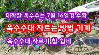 옥수수대 자르는 방법 전용 기계  [옥수수 재배방법]