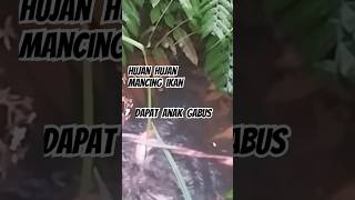 Download lagu MANCING IKAN HUJAN HUJAN #SHORTVIDEO#SHORTS#FEEDSHORTS mp3