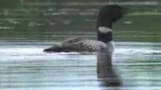 The Common Loon (60 seconds)