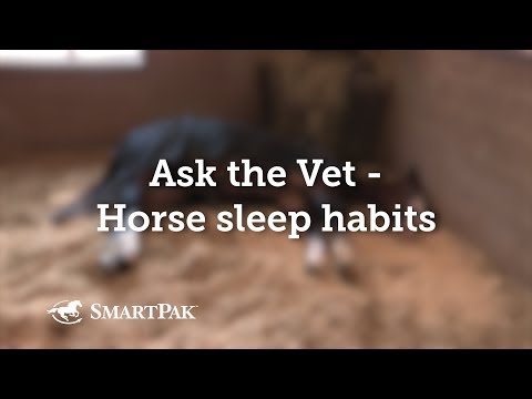 , title : 'Ask the Vet - Horse sleep habits'