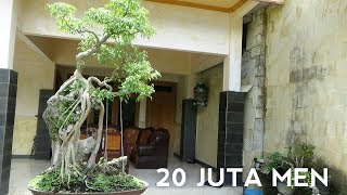 Download Waoooo Bonsai Beringin Filipina Bpk Hari Seharaga 20 Jt Belajar Bonsai Dengan Pk Hari Mp3 Mp4