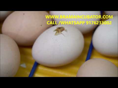 Brama 50,100,200 Reptile Egg Incubator