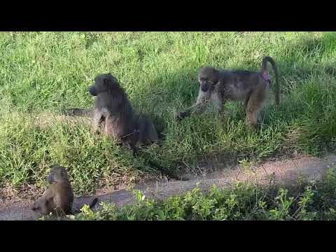 Djuma: Badoons and then two Nyala bulls - 16:27 - 03/12/21