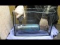 Эксперимент с баллоном высокого давления 