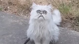 庭に変な顔の猫が チャオチュール出動 Weird Looking Cat Wilfred Goes Viral With Michael Rapaport Voiceover 東京キヤビン Music Entertainment News