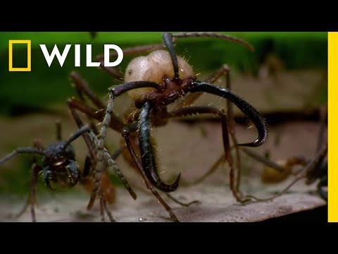 Zobacz, jaki terror sieją mrówki w dżungli! | Dzikie, sprytne i zabójcze