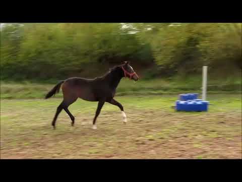 Ginella v. Goldberg x Rockwell - Fidermark