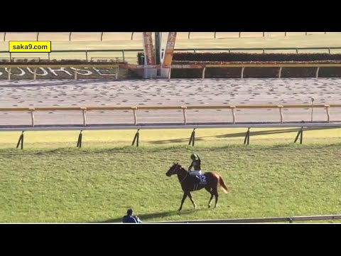 モズアスコット フェブラリーS 東京競馬場 現地撮影 （長編）