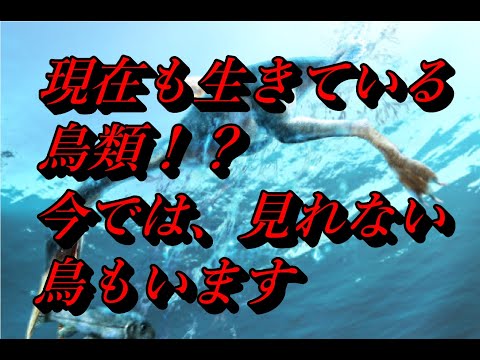 エナンティオルニスについて詳しく解説