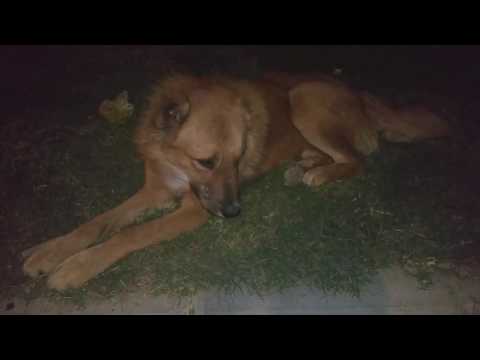 Nafas (Breath) A lovely street dog