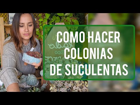 How to Make Succulent Colonies / Your Succulent Garden