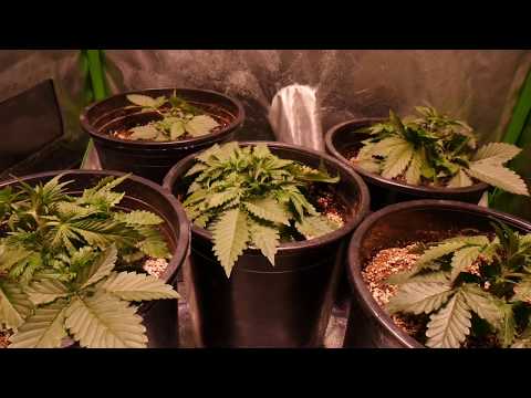 THE MOST USEFUL AUTOFLOWER GROWING TECHNIQUE - TIPS AND TRICKS FOR BEGINNERS