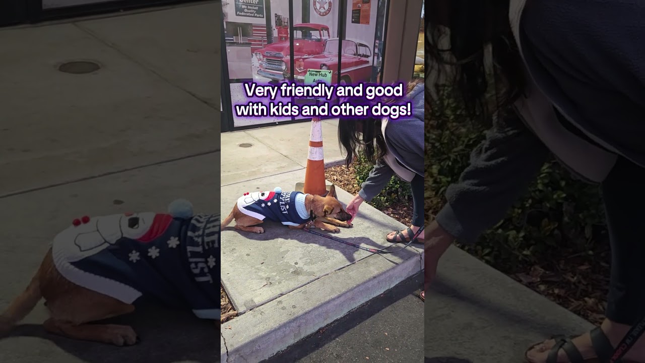 Enlarge Harley, a Adoptable mixed breed in Murrieta, CA video 4/4