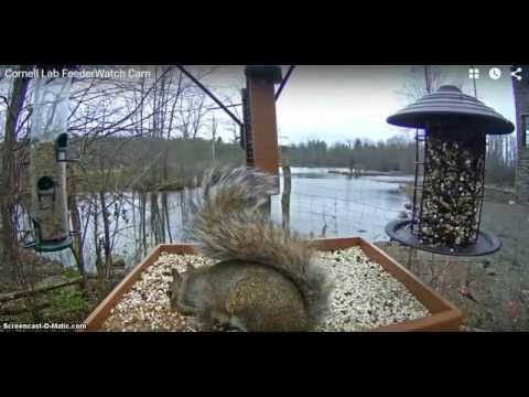 Cornell Lab FeederWatch