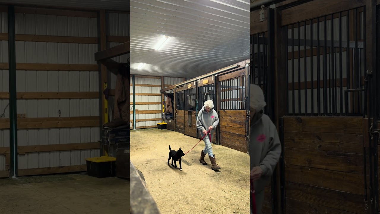 Jaxson, an adoptable mixed breed in Pittsburgh, PA video 6/6