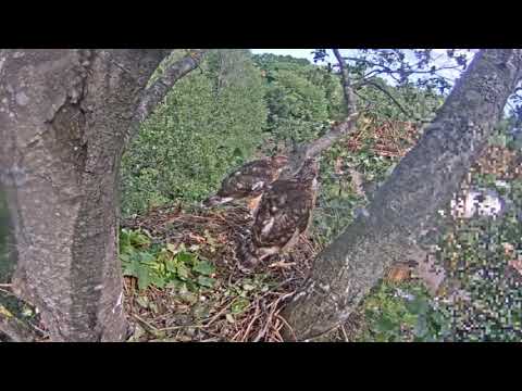 Młode Jastrzębie wkrótce wylecą z gniazda 14.06.2020 r