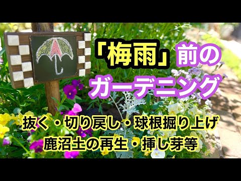 害虫を防ぐために庭で砂糖を使用する 不要な昆虫 アリ ナメクジ アブラムシ