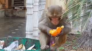 preview picture of video 'Monkey eating orange'