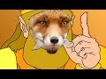 Foxy Boy