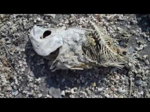 download lagu mp3 mp4 Sandy Shores, download lagu Sandy Shores gratis, unduh video klip Sandy Shores