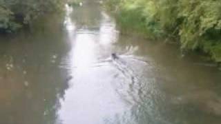 preview picture of video 'Dexter jumping into the river Kennet in Newbury'