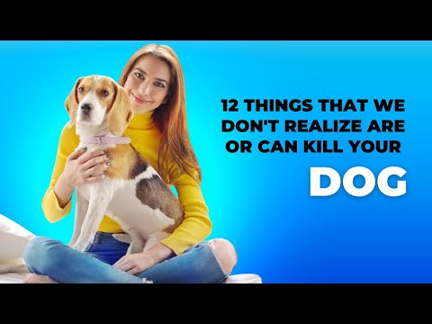 12 Things That You Don't Realize Can Kill Your Dog