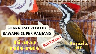 Download lagu 💥Suara kicau burung Pelatuk bawang gacor tembakan super//MASTERAN PELATUK BAWANG mp3 Download lagu 💥Suara kicau burung Pelatuk bawang gacor tembakan super//MASTERAN PELATUK BAWANG mp3