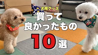 【犬との暮らし】必見！買って良かったものランキングベスト10