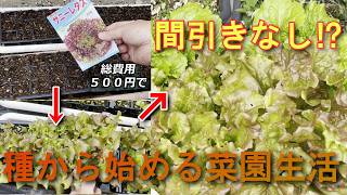 【家庭菜園節約術】サニーレタスは種からがおすすめ！常識破りの間引きなし栽培で長く収穫
