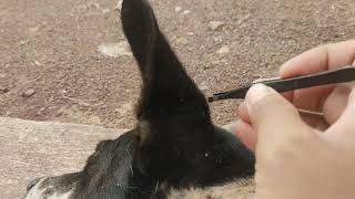 Ticks coco,1day #dog #animals #pets #ticks