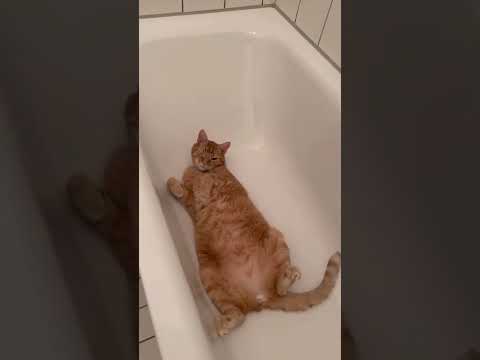 my cat is sleeping in the bathtub 😹 / Katze schläft in der Badewanne.