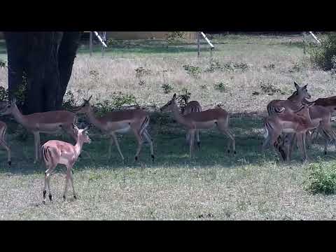Djuma: Impala herd - 11:45 - 10/05/2022