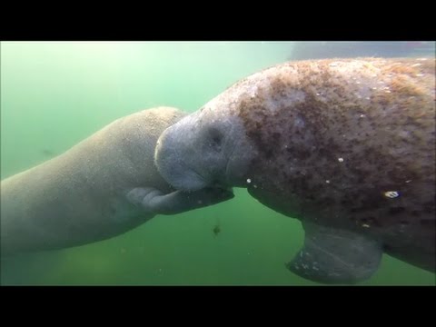 Swimming with Cute Baby Manatees Crystal River Florida