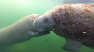Swimming with Cute Baby Manatees Crystal River Florida