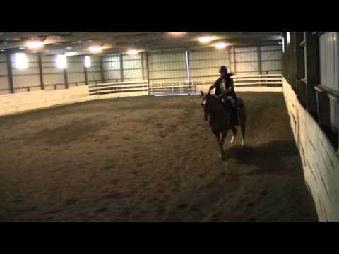 Talal's Horse 2 Mid-term