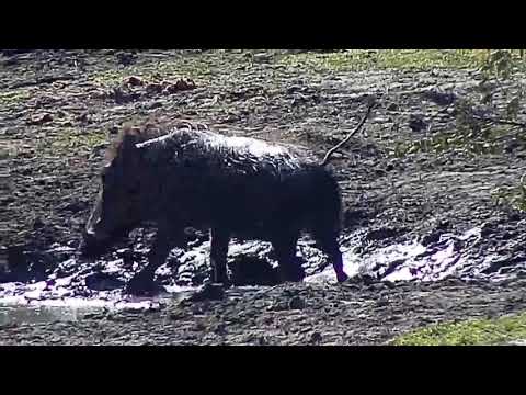 Djuma: Warthogs wallowing in the mud - 13:37 - 07/18/20
