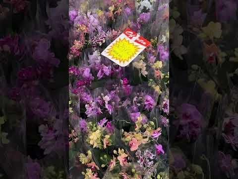 Dia de orquídeas na feira!