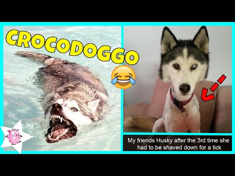 The Funniest Posts About Huskies Video