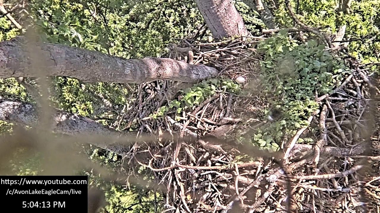 Live webcam view of Avon Lake Bald Eagle Nest Cam