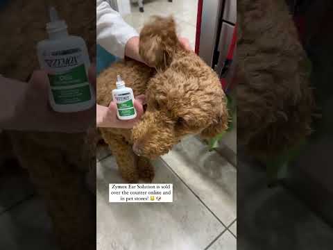 Satisfying Dog ear cleaning! #dogearcleaner👉 Zymox ear solution...Read description for details!