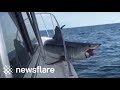 Huge Mako Shark Jumps Onto Fishing Boat