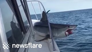 Download lagu Huge mako shark jumps onto fishing boat mp3