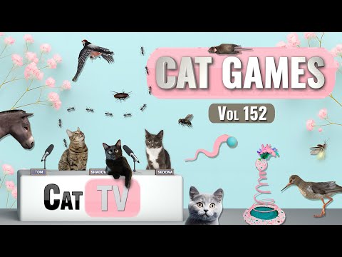 CAT Games | Ultimate Cat TV Compilation Vol 152 | 8 HOURS  🐝🐞🦋🦎🦜🐜🐭🧵
