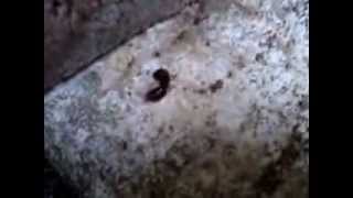 preview picture of video 'Weird Real Living Dying Giant Ants! (Semut Raksasa Asli) di Praya, Lombok Tengah'