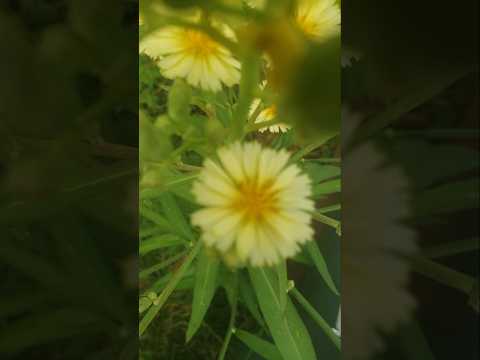 MANHÃ  DE TERÇA-FEIRA  HOJE  DIA 10 DE MARÇO  BOM DIA ANDRELÂNDIA MG #minasgerais