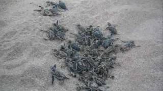 preview picture of video 'Baby turtles from Oman (Ra's al Hadd)'